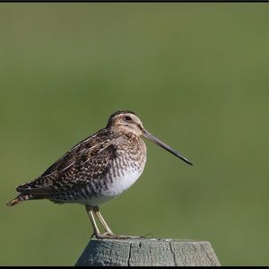 Meet your Posher, Rylee